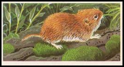 58BBBWL 28 The Field Vole or Grass Mouse.jpg